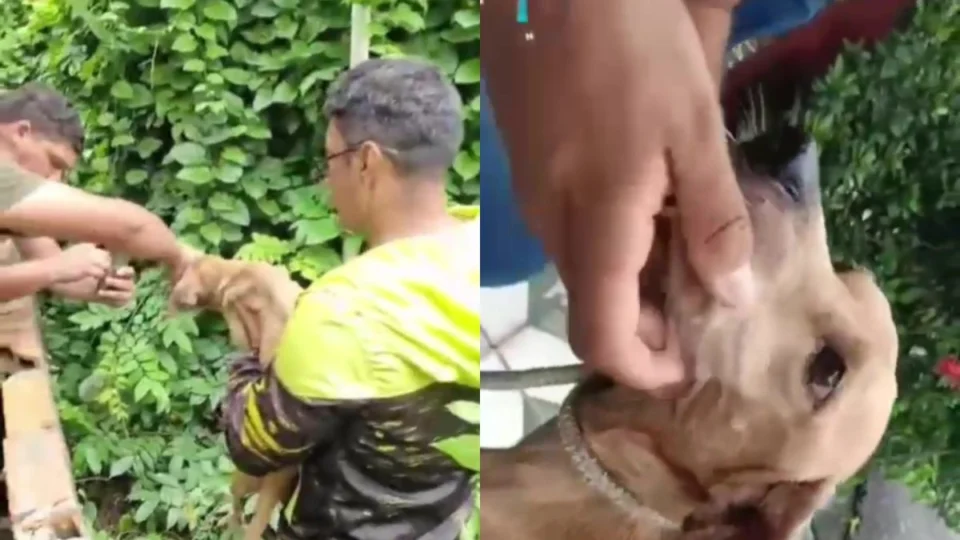Cachorro caramelo é resgatado e mulher é presa por maus-tratos em Manaus; veja vídeo