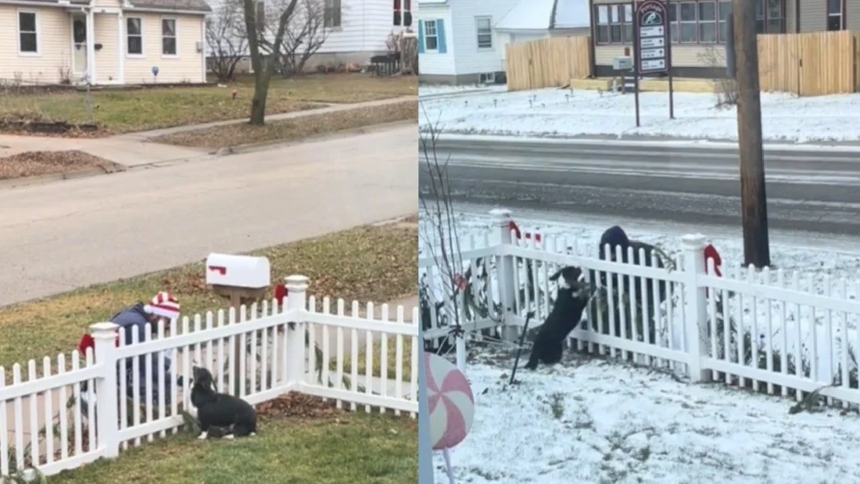 VÍDEO: amizade emocionante entre cadela e carteiro conquista a web