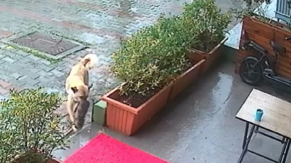 Cadela busca ajuda em clínica veterinária para salvar filhote e desfecho é emocionante; veja vídeo