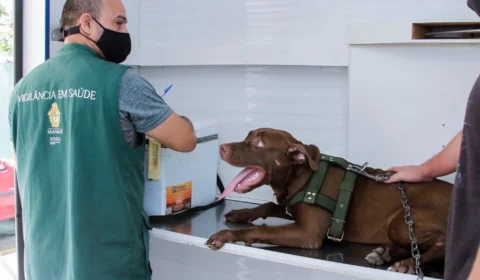 Castração de cães e gatos gratuita em Manaus inicia hoje (16); veja como agendar