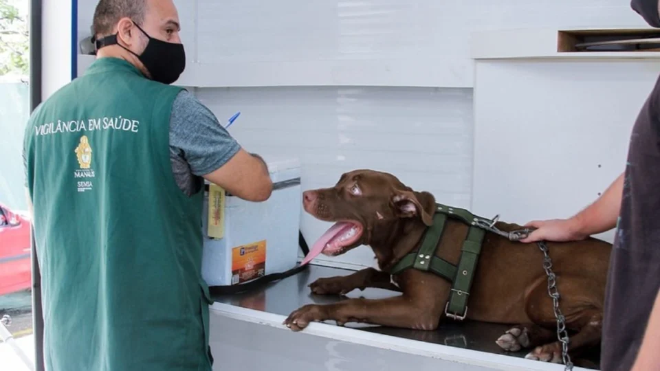 Castração de cães e gatos gratuita em Manaus inicia hoje (16); veja como agendar