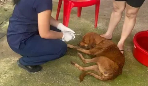 Surto de carrapato: 80 cachorros morrem por conta da doença em Maraã, no Amazonas