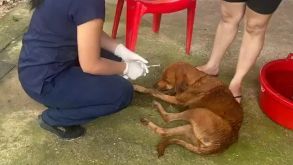 Surto de carrapato: 80 cachorros morrem por conta da doença em Maraã, no Amazonas