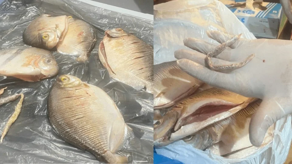 Até no Pacu: dupla tenta enviar drogas dentro de peixes para preso no Amazonas