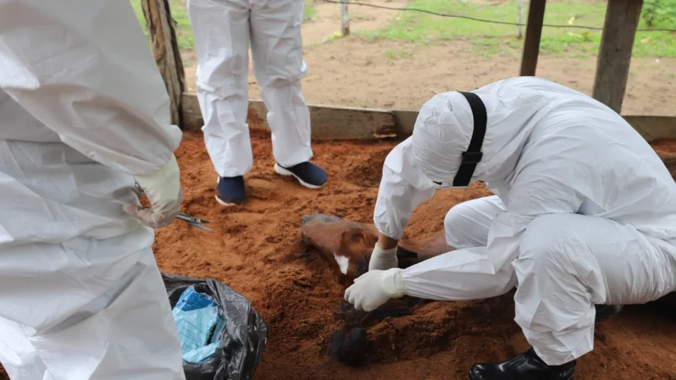 Feno contaminado é a causa da morte de cavalos em Manaus e interior Amazonas; entenda o surto