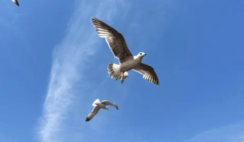 Dia Mundial da Liberdade (23/01): veja lindas frases para enviar