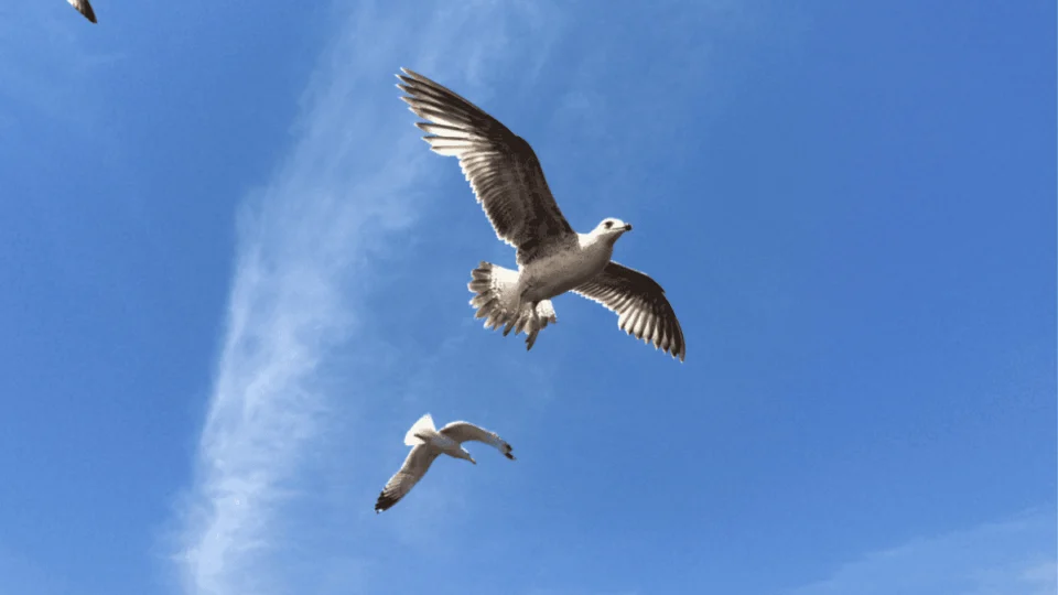 Dia Mundial da Liberdade (23/01): veja lindas frases para enviar