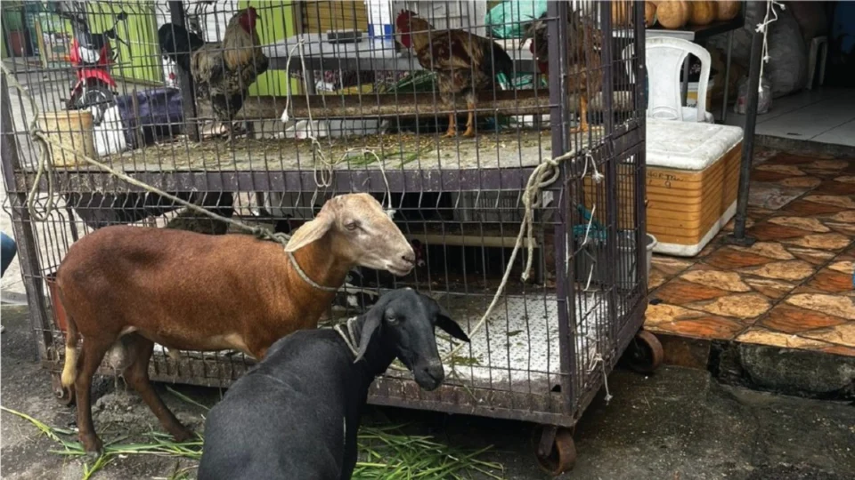 Dona de frigorífico é presa por maus-tratos a animais em Manaus