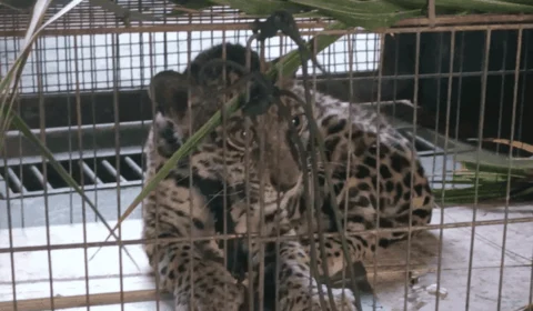Homem resgata onça-pintada ferida em mata e leva animal para casa, em Caroebe