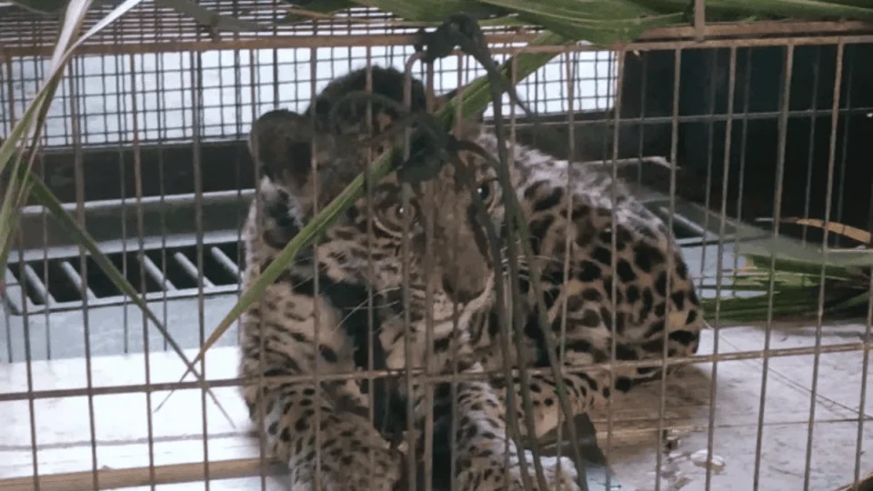 Homem resgata onça-pintada ferida em mata e leva animal para casa, em Caroebe