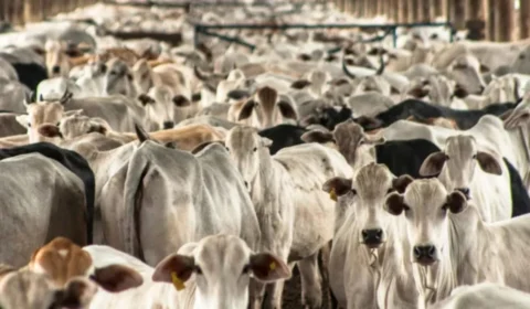 Rondônia bate recorde e exporta mais de US$ 1 bilhão em carne bovina