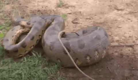 VÍDEO: Sucuri gigante é laçada por peões no Acre: “um gigante da Amazônia”