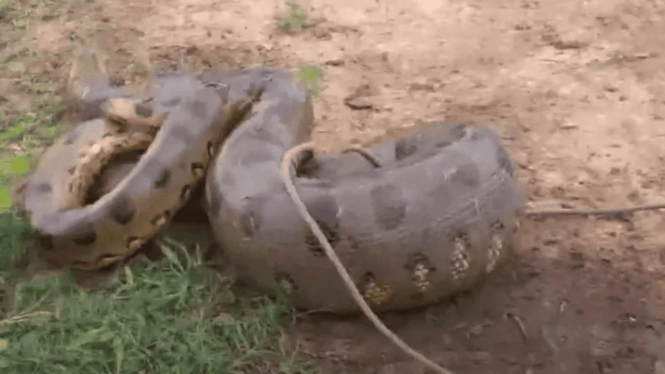 VÍDEO: Sucuri gigante é laçada por peões no Acre: “um gigante da Amazônia”