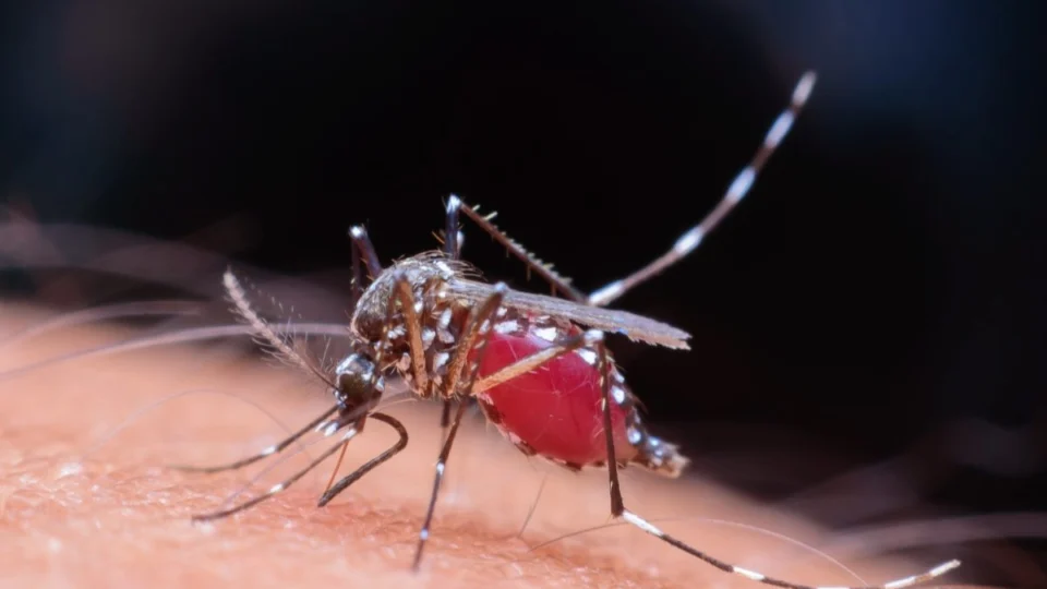 Tocantins pode sofrer aumento de casos de dengue em 2025, diz Ministério da Saúde