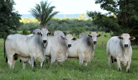 Exportação de carne de Araguaína aumentou 37% em 2024