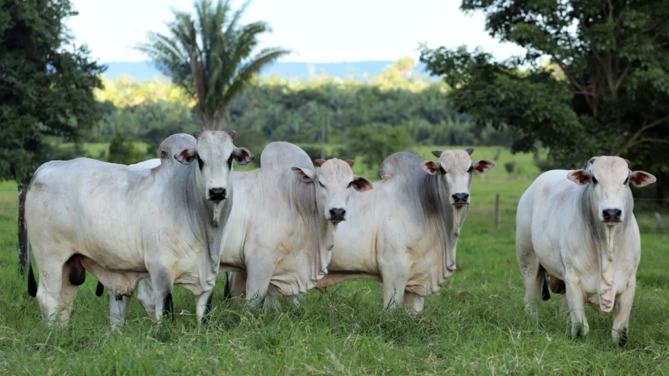 Exportação de carne de Araguaína aumentou 37% em 2024