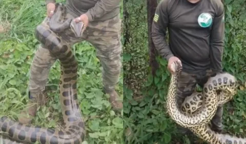 VÍDEO: cobra de 4 metros é resgatada na área urbana de Porto Velho