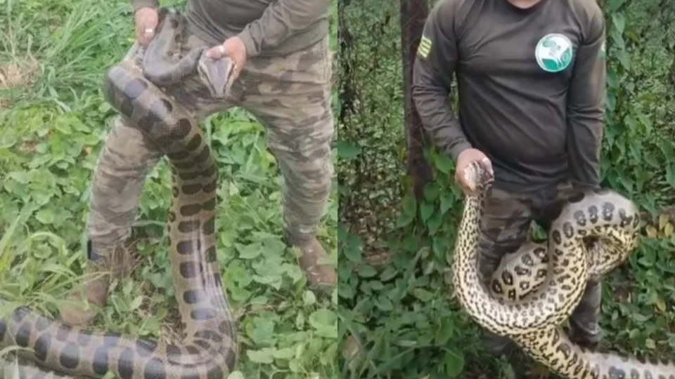 VÍDEO: cobra de 4 metros é resgatada na área urbana de Porto Velho