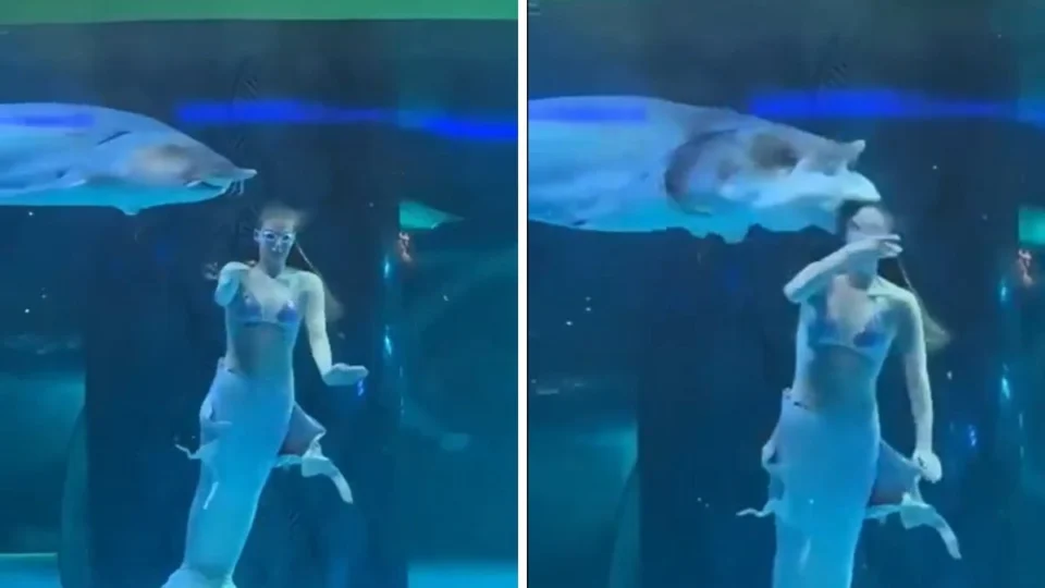 VÍDEO: Peixe gigante engole cabeça de ‘sereia’ e assusta turistas; final alivia tensão