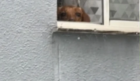 Cachorro caramelo é flagrado espionando vizinho pela janela e diverte a internet; veja vídeo hilário