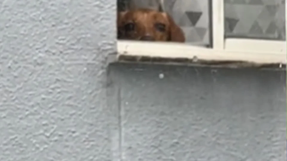 Cachorro caramelo é flagrado espionando vizinho pela janela e diverte a internet; veja vídeo hilário