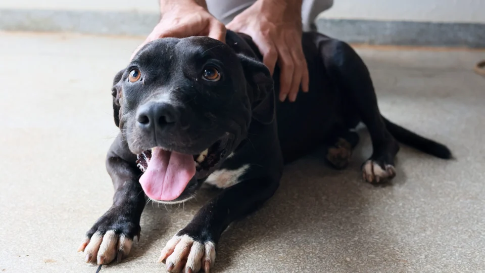 Dia do Amor: Prefeitura de Palmas divulga fotos de cães disponíveis para adoção