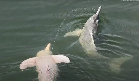 Boto da Amazônia surpreende ao lançar  xixi como forma de comunicação; veja vídeo