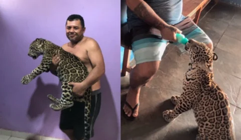 Família compartilha rotina de filhote de onça criado como ‘pet’ no Amazonas; veja vídeos