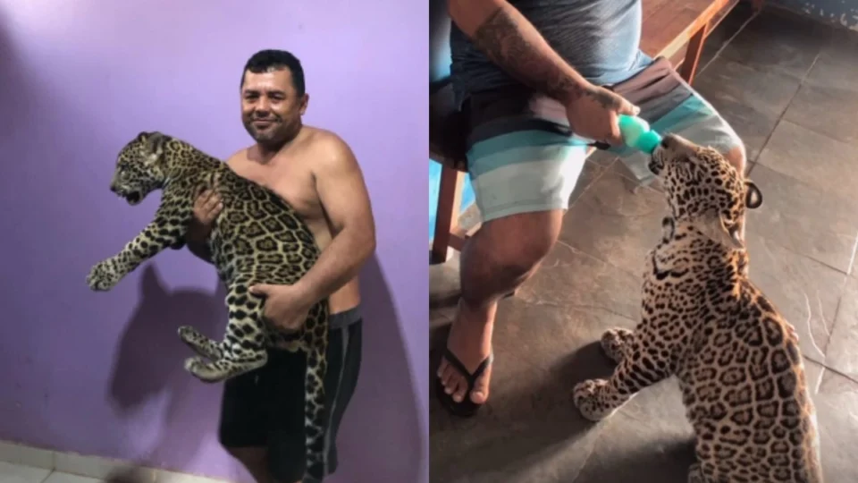 Família compartilha rotina de filhote de onça criado como ‘pet’ no Amazonas; veja vídeos