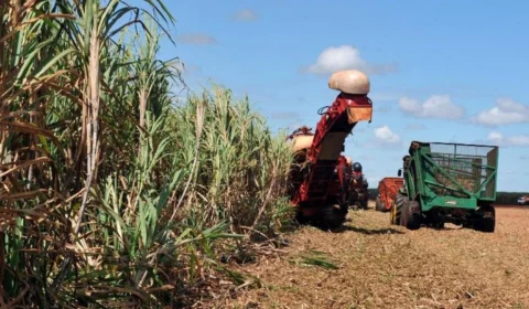 Revolução no campo! Roraima planeja expansão de 7% na área de plantio; saiba como vai funcionar