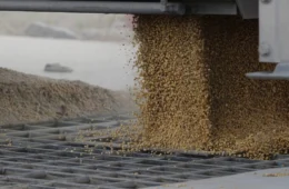 Soja em alta! Veja por que Alto Alegre (RR) é destaque na produção de sementes em 2025