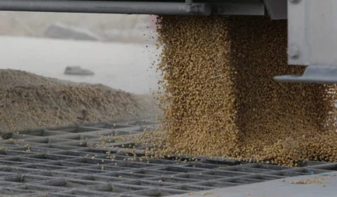 Soja em alta! Veja por que Alto Alegre (RR) é destaque na produção de sementes em 2025