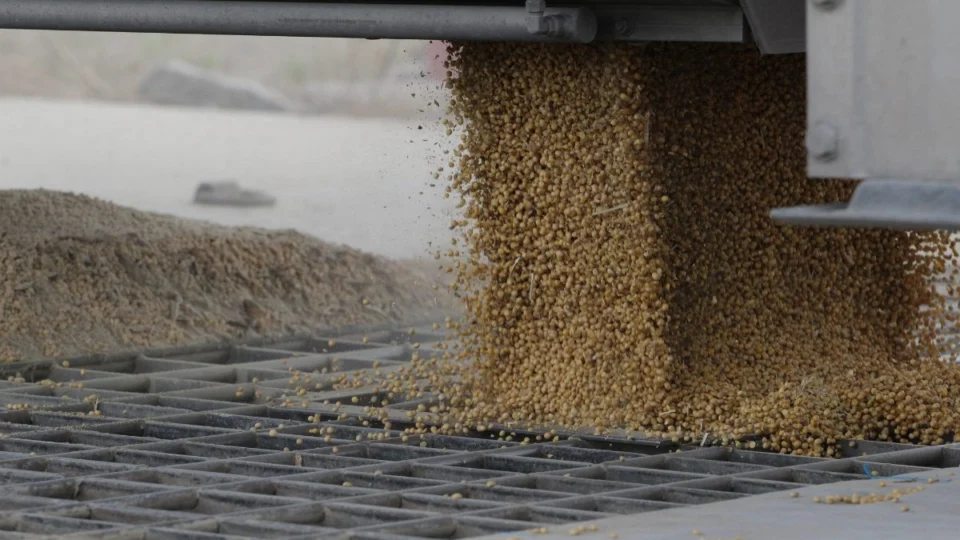 Soja em alta! Veja por que Alto Alegre (RR) é destaque na produção de sementes em 2025