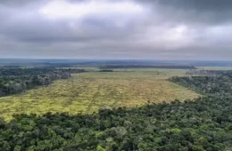 Desmatamento e focos de calor apresentam queda em 2025 no Amazonas