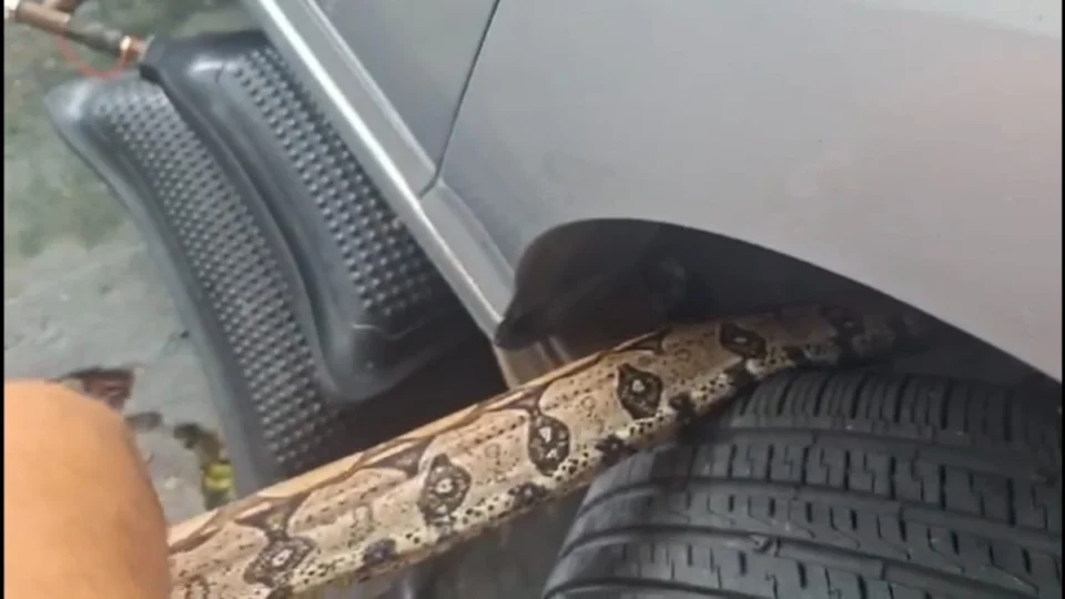 VÍDEO: jibóia é encontrada em motor de carro em Manaus