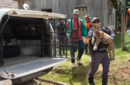 Filhote de onça-pintada criado como ‘pet’ por caçador é resgatado no Amazonas