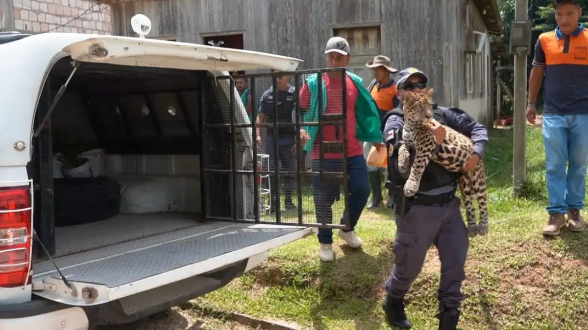 Filhote de onça-pintada resgatado era criado como 'pet' por caçador no Amazonas