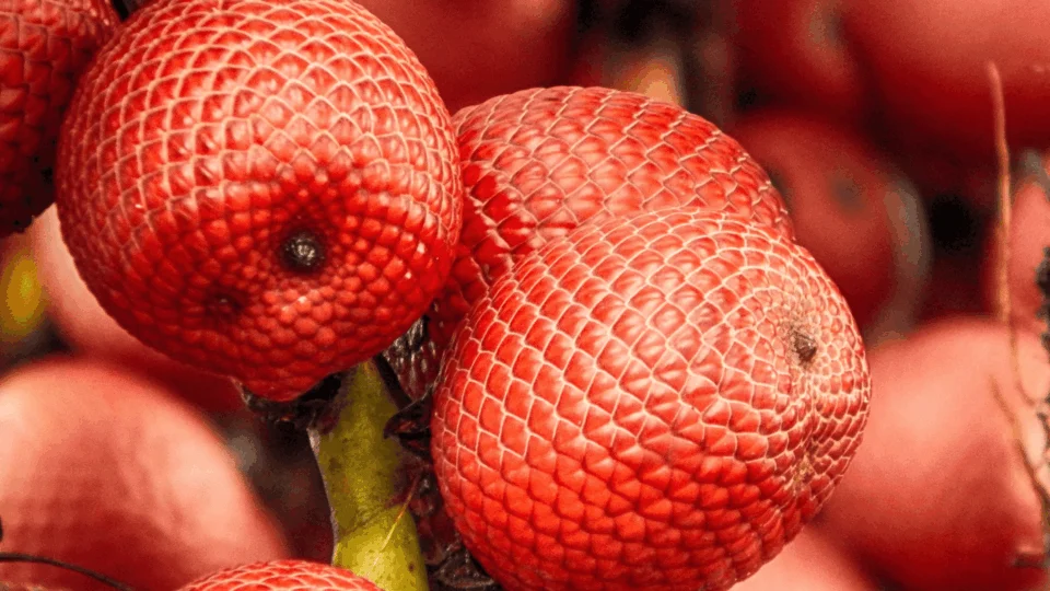 Festival do Buriti: confira as datas do evento em Divinópolis (TO)