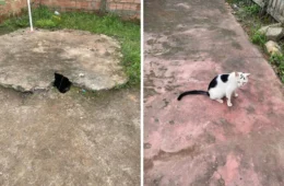 Homem preso por matar seis gatos no Amazonas realizou ‘rituais de magia negra’, diz polícia