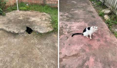 Homem preso por matar seis gatos no Amazonas realizou ‘rituais de magia negra’, diz polícia