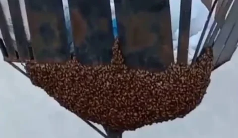 Vídeo mostra milhares de abelhas mortas em Vilhena; caso pode ter sido envenenamento