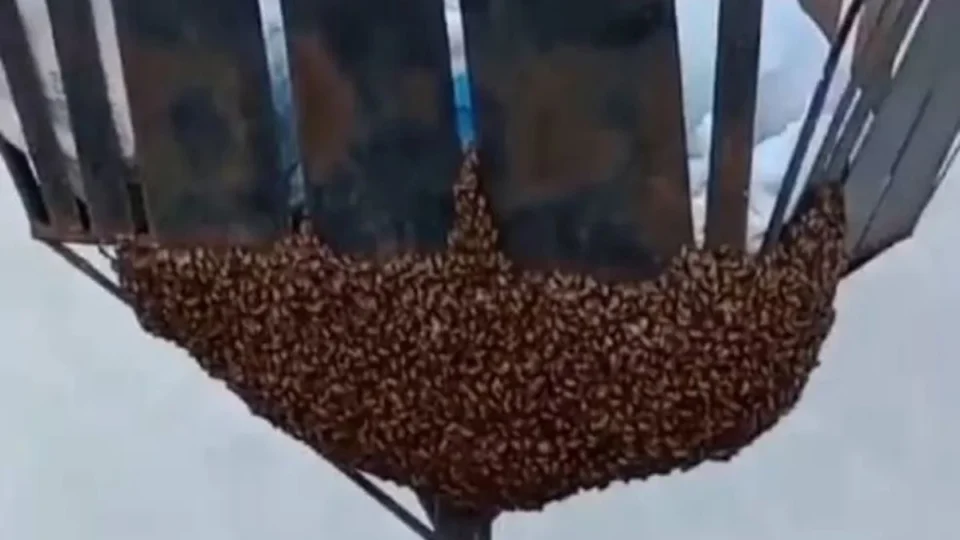 Vídeo mostra milhares de abelhas mortas em Vilhena; caso pode ter sido envenenamento