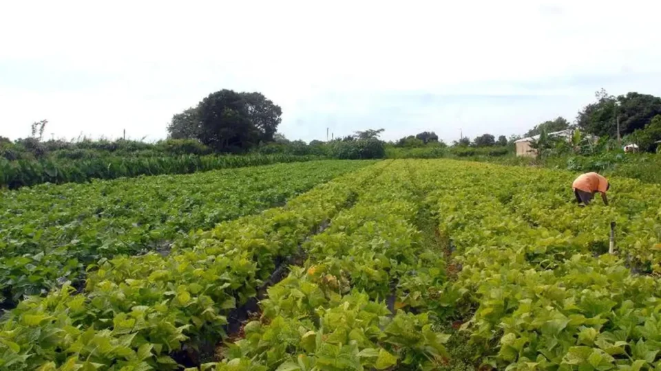 Do sítio à mesa de quem precisa: saiba como vender a produção de alimentos ao Governo Federal