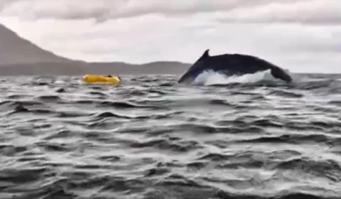 Baleia engole homem em vídeo viral, mas web revela pistas que sugerem falsidade; veja