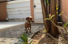 Cuidado com cães e gatos: saiba quais plantas podem fazer mal para o seu bichinho