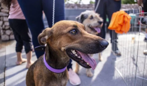 Castração gratuita em Porto Velho: veja como agendar para seu pet