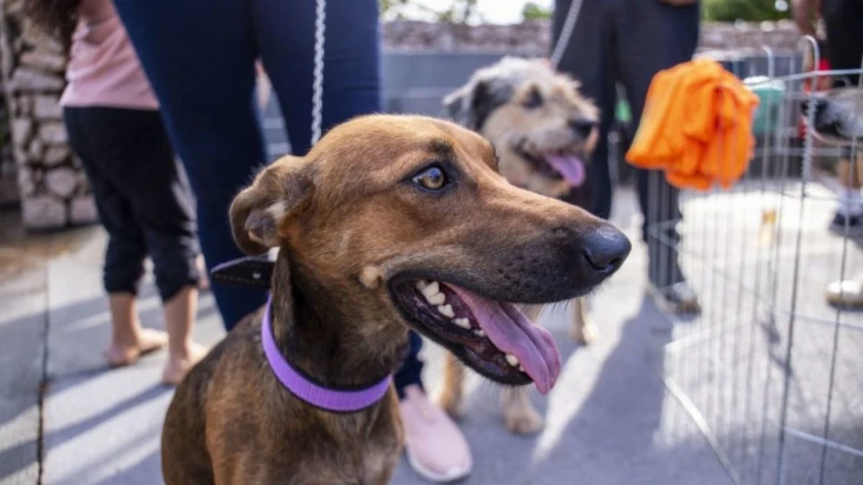 Castração gratuita em Porto Velho: veja como agendar para seu pet