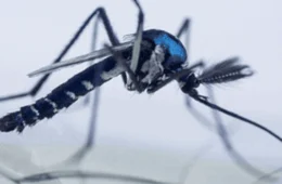 Secretaria da Saúde alerta sobre o contágio da febre amarela no Tocantins