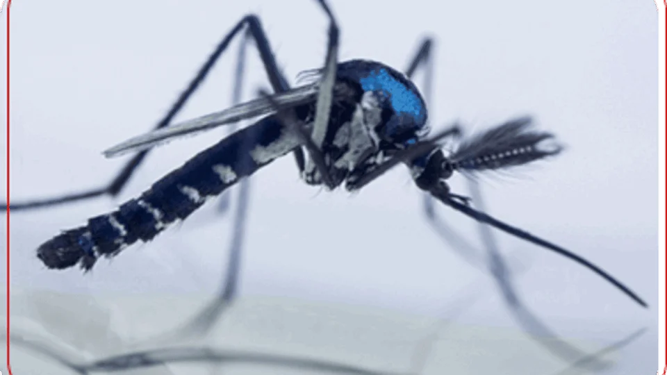 Secretaria da Saúde alerta sobre o contágio da febre amarela no Tocantins