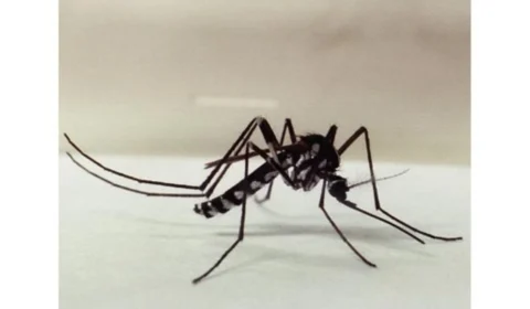 Febre Amarela: saúde reforça importância da prevenção após confirmação de caso no Tocantins